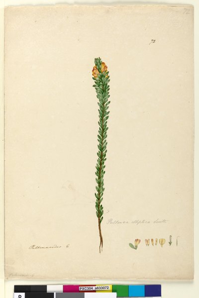 Page 72. Pultenaea elliptica - John William Lewin